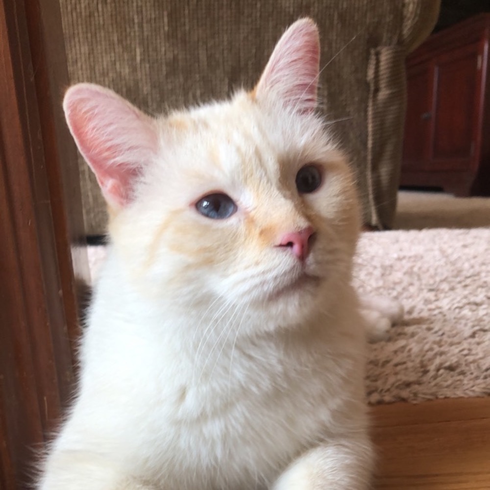 Meet your Posher & our kitties!! - Picture 2 of 16